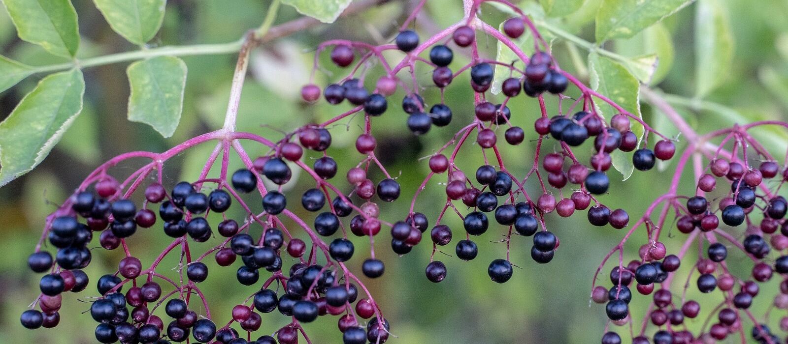 The Best Shrubs for Northern Texas Yards