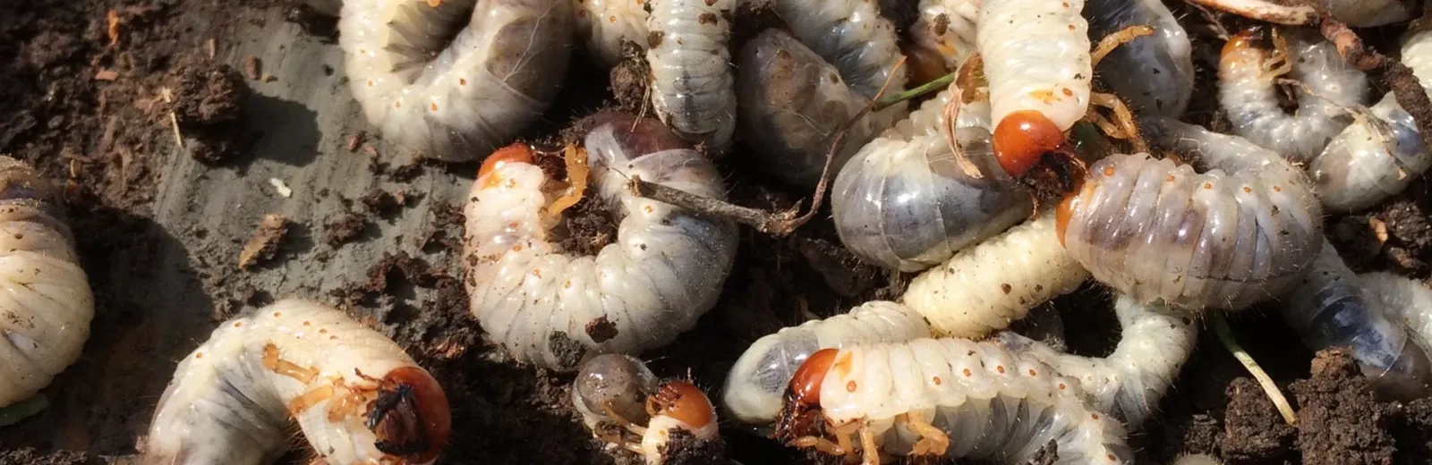 grub prevention and control
