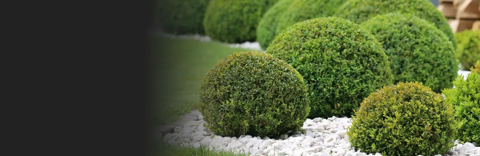 Healthy green shrubs