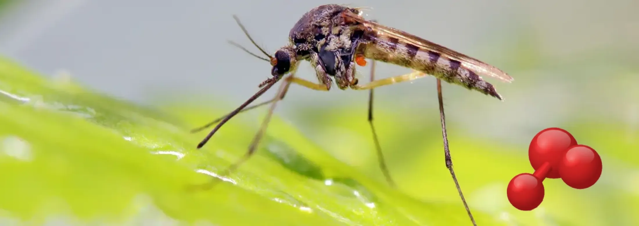 mosquito control service lawnlab