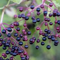 Elderberry shrub in Texas