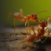 Fire ants