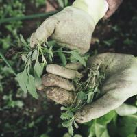Pulling Weeds