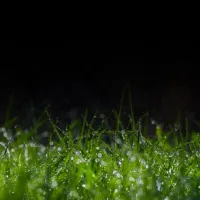 grass