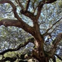 Live oak tree in Texas