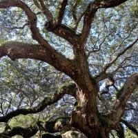 Live oak tree in Texas
