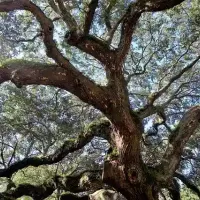 live-oak-tree