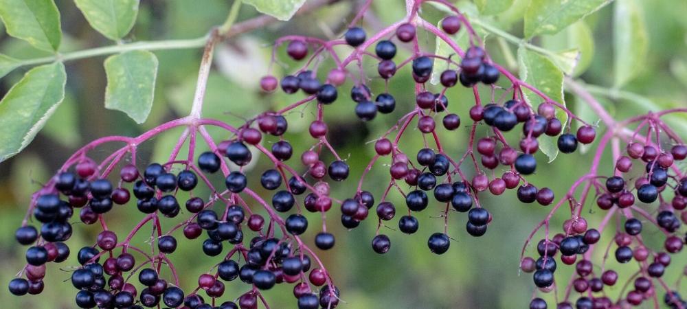 Elderberry shrub in Texas