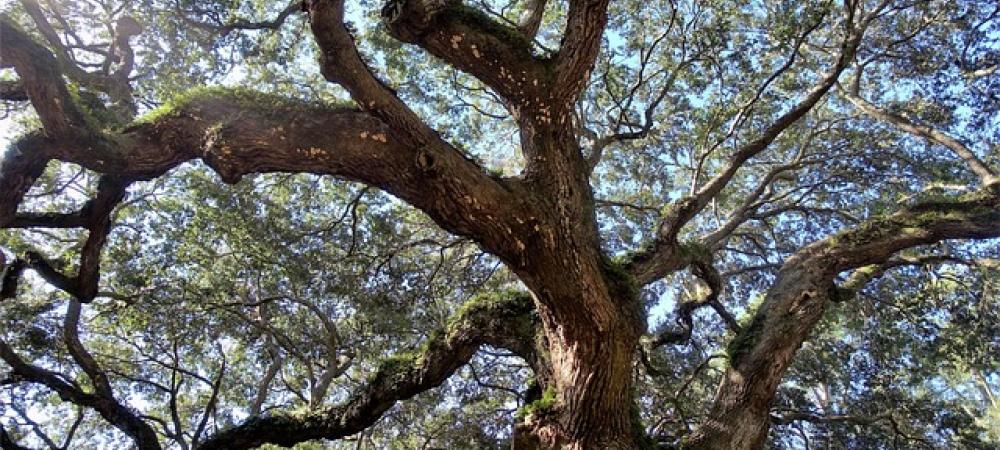 Live oak tree in Texas