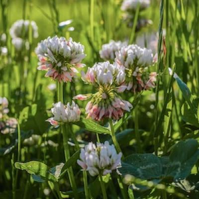 Clover