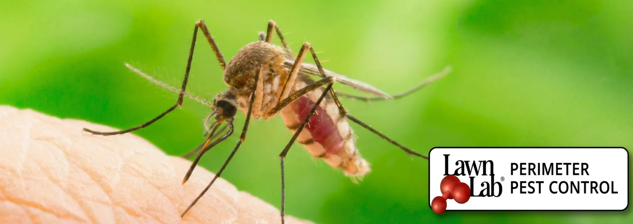 mosquito