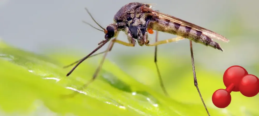 mosquito service