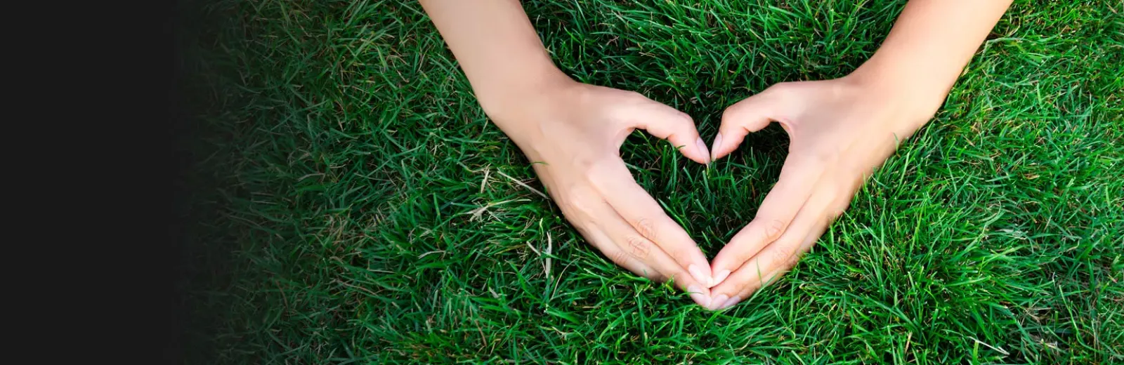 green healthy grass