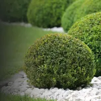 Healthy green shrubs