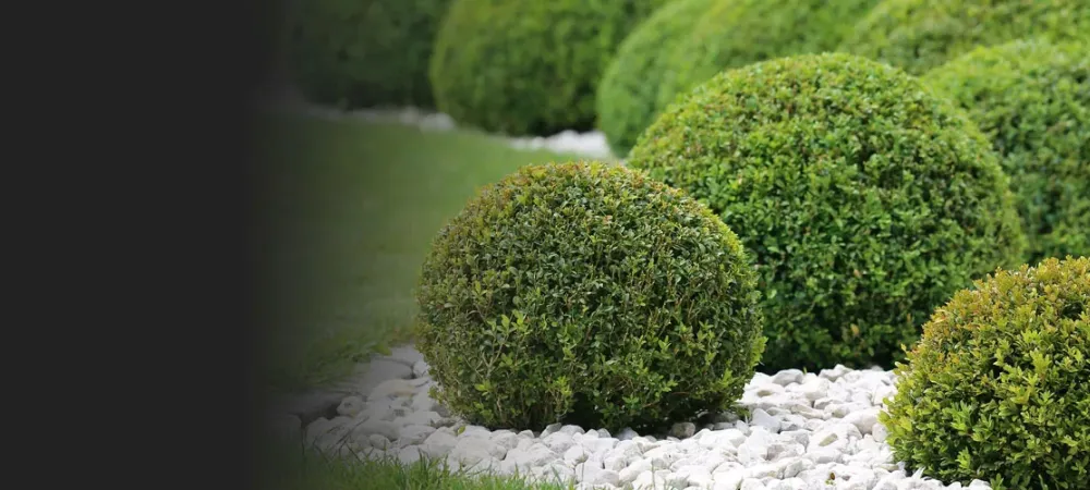 Healthy green shrubs